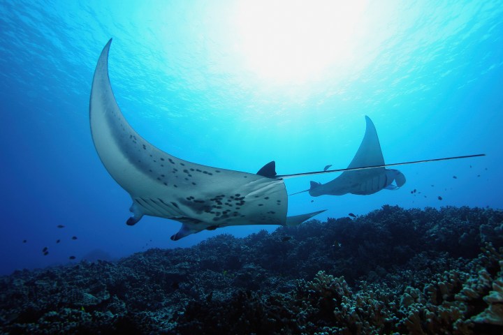 Manta Ray swimming off the coast of Hawaii