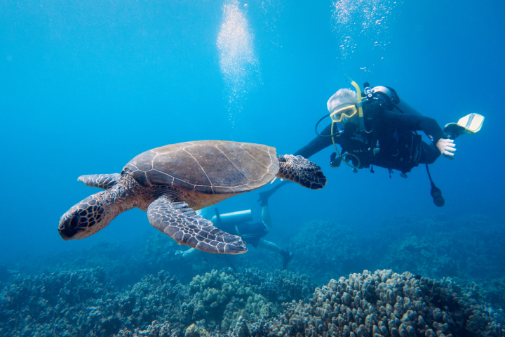 Scuba diving in Contact Info p) 808-886-0980 e) info@divebluewilderness.com Queen’s Marketplace 201 Waikoloa Beach Drive Waikoloa, Hawaii